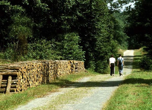 Promenade dans la forêt domaniale