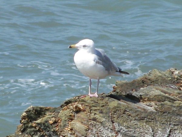 Vendée, photo 40 sur 72